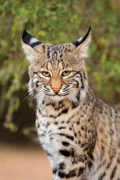 Larry Ditto: Bobcat, Lynx Rufus, sitting by Larry Ditto