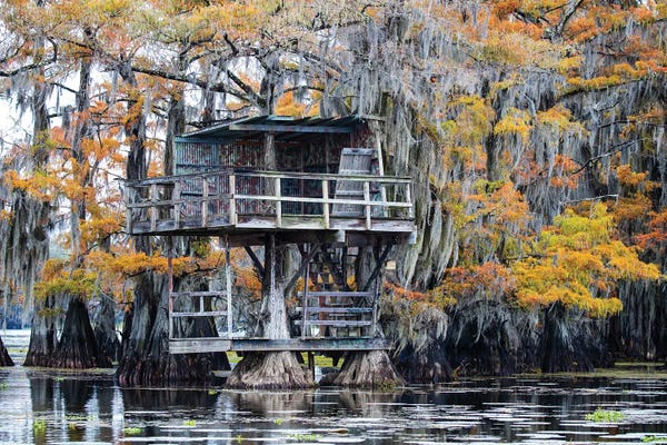 Larry Ditto: Bald Cypress In Autumn Color by Larry Ditto