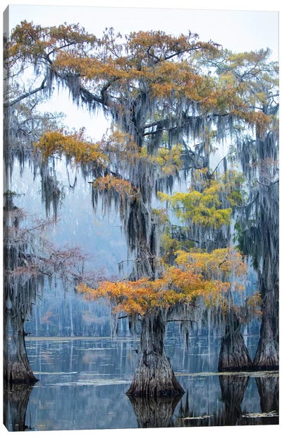 Bald Cypress In Fall Color Canvas Art Print - Marsh & Swamp Art