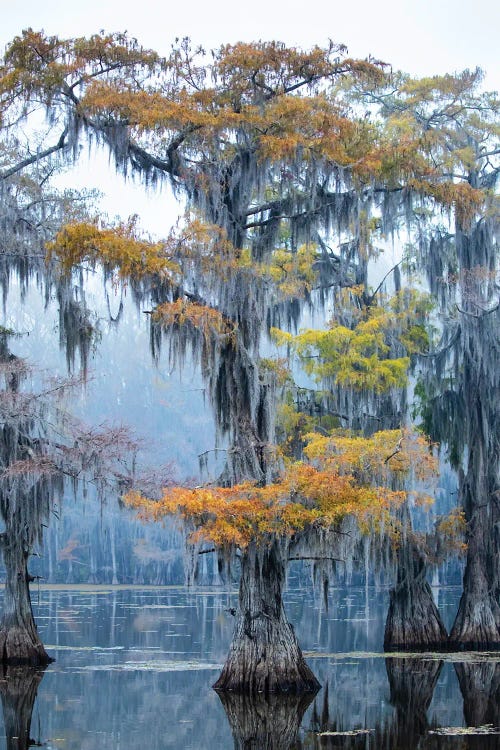 Bald Cypress In Fall Color