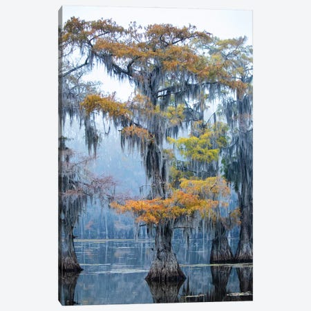 Bald Cypress In Fall Color Canvas Print #LDI61} by Larry Ditto Canvas Wall Art