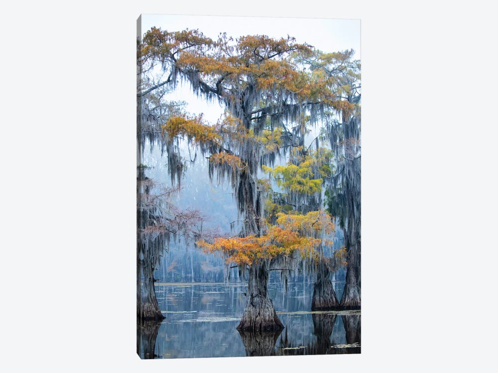 Bald Cypress In Fall Color by Larry Ditto 1-piece Canvas Print