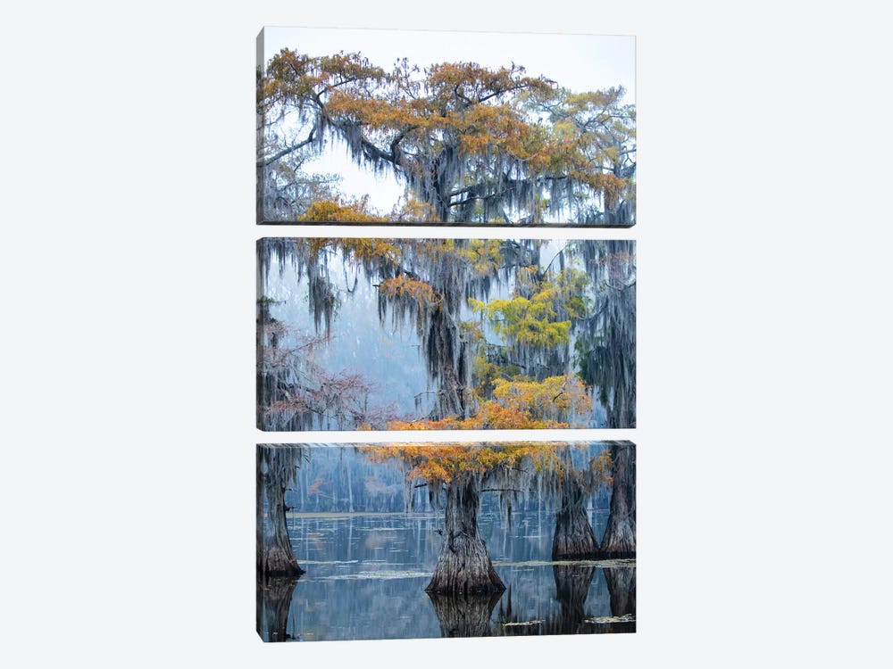 Bald Cypress In Fall Color by Larry Ditto 3-piece Art Print