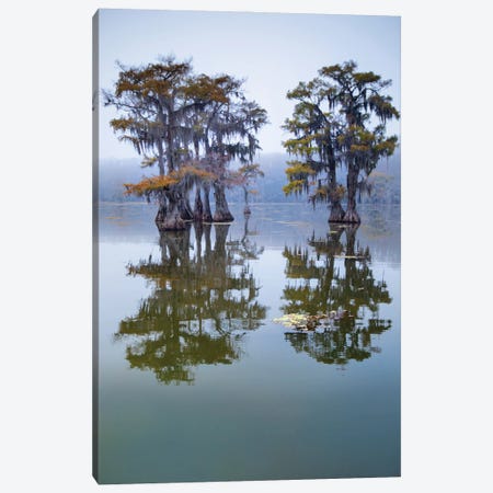 Bald Cypress Turning To Fall Color As Leaves Die, Caddo Lake, Texas Canvas Print #LDI62} by Larry Ditto Canvas Artwork