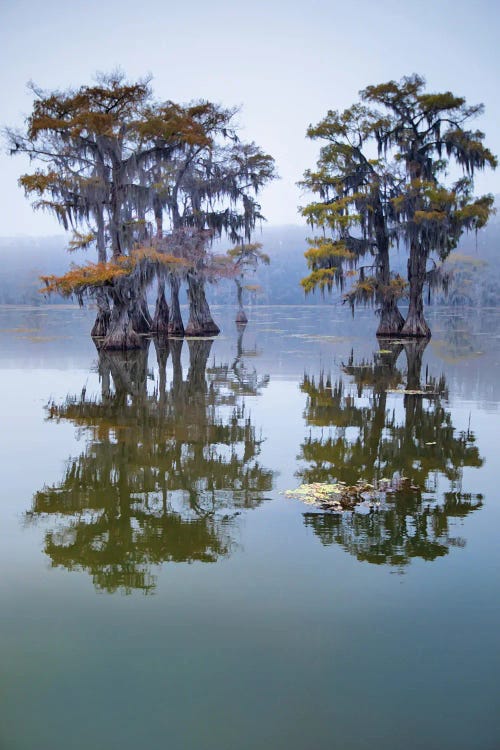 Bald Cypress Turning To Fall Color As Leaves Die, Caddo Lake, Texas