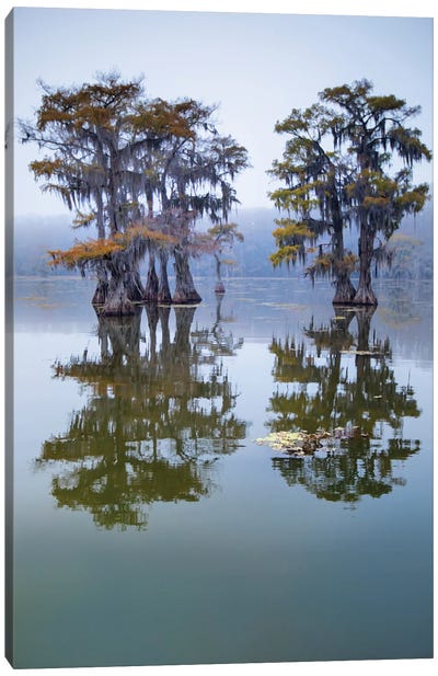 Bald Cypress Turning To Fall Color As Leaves Die, Caddo Lake, Texas Canvas Art Print