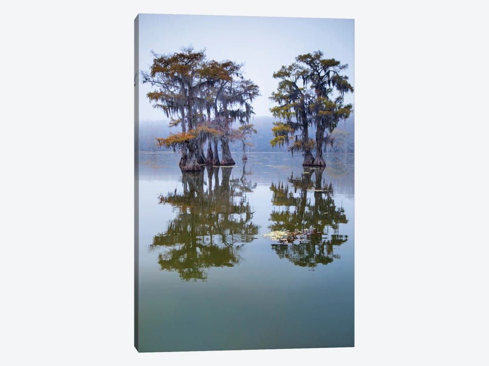 Bald Cypress Turning To Fall Color As Leaves Die, Caddo Lake, Texas by Larry Ditto 1-piece Canvas Artwork
