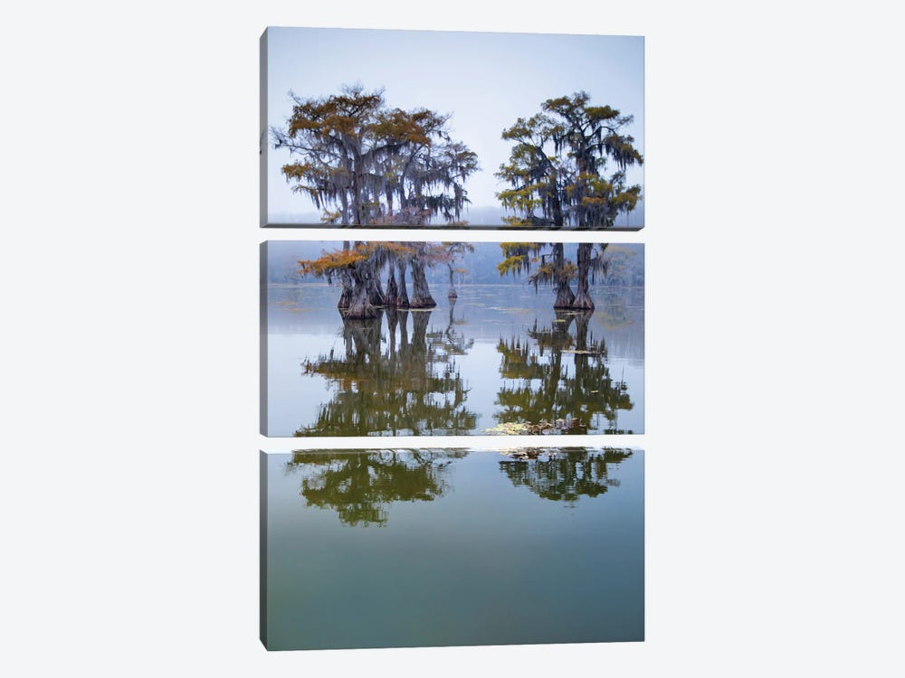 Bald Cypress Turning To Fall Color As Leaves Die, Caddo Lake, Texas by Larry Ditto 3-piece Canvas Wall Art
