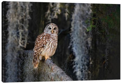 Barred Owl Perched In Bald Cypress Forest With Spanish Moss Canvas Art Print