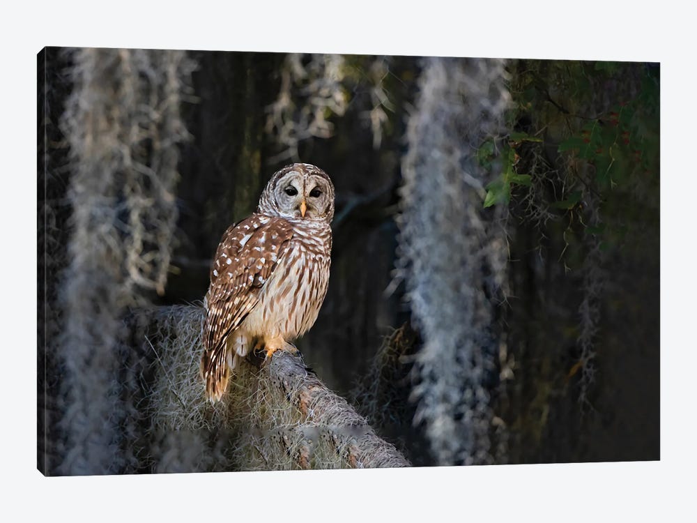 Barred Owl Perched In Bald Cypress Forest With Spanish Moss by Larry Ditto 1-piece Canvas Art Print