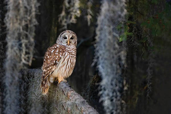 Larry Ditto: Barred Owl Perched In Bald Cypress Forest With Spanish Moss by Larry Ditto