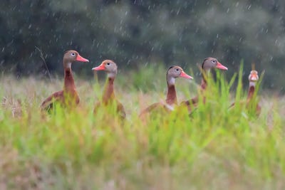 Black-Bellied Whistling Duck In Flight by Larry Ditto framed canvas print