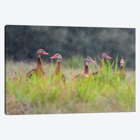 Black-Bellied Whistling Duck In Flight Canvas Print #LDI64} by Larry Ditto Canvas Art Print