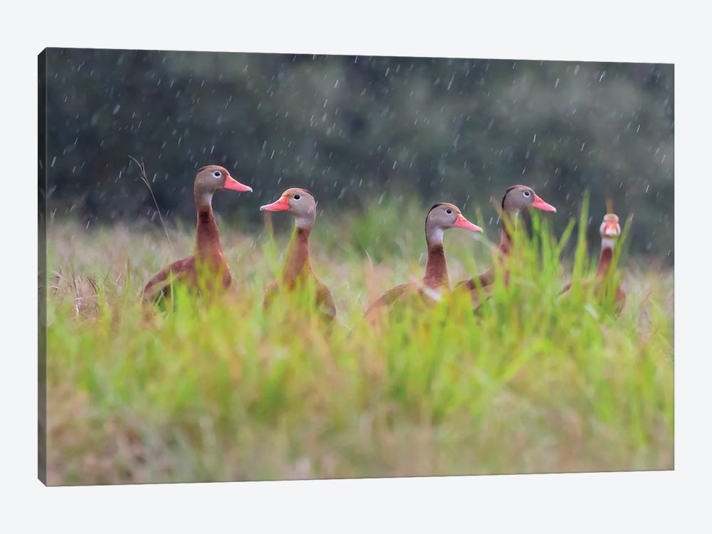 Black-Bellied Whistling Duck In Flight by Larry Ditto 1-piece Canvas Artwork