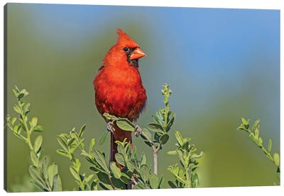 Northern Cardinal, Male Perched In Texas Persimmon Bush, Southwest Texas Canvas Art Print - Celery
