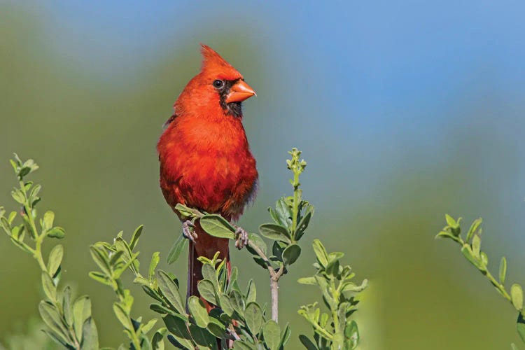 Northern Cardinal, Male Perched In Texas Persimmon Bush, Southwest Texas