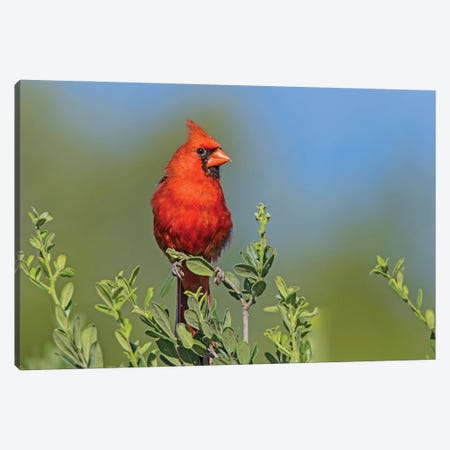 Northern Cardinal, Male Perched In Texas Persimmon Bush, Southwest Texas Canvas Print #LDI65} by Larry Ditto Canvas Art Print