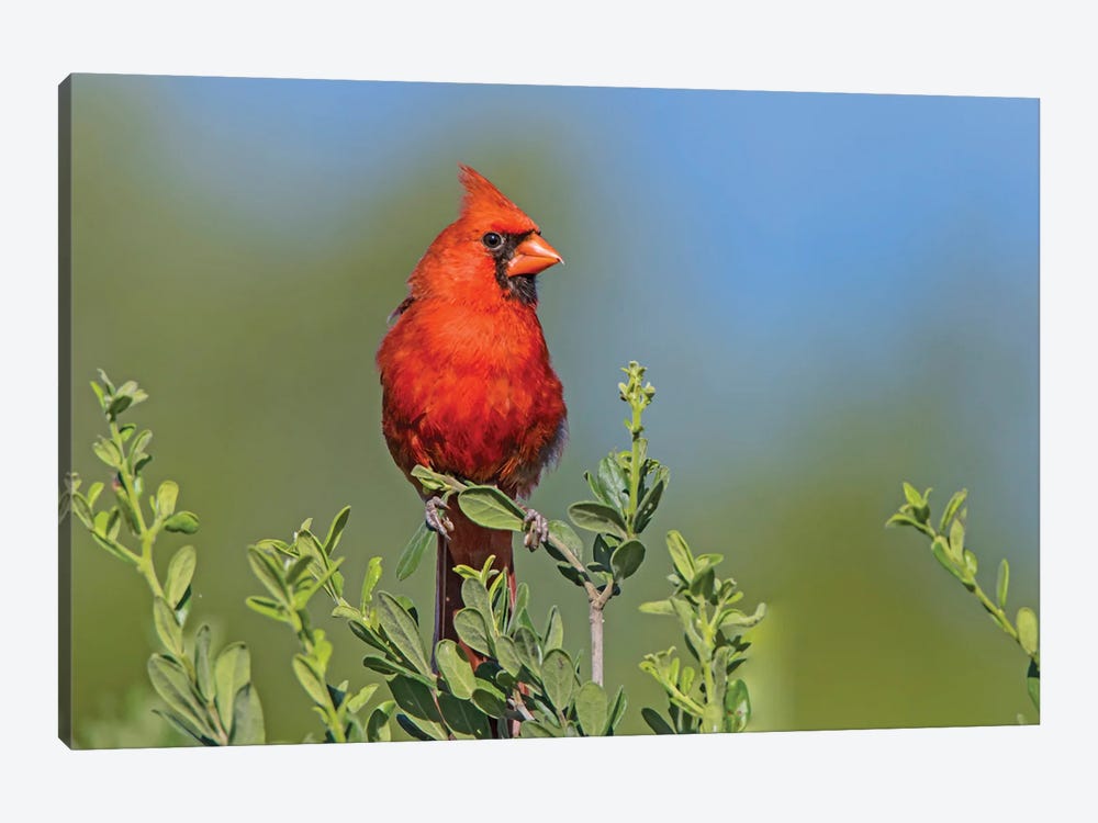 Northern Cardinal, Male Perched In Texas Persimmon Bush, Southwest Texas by Larry Ditto 1-piece Canvas Print