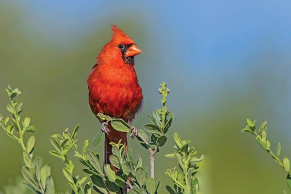 Larry Ditto: Northern Cardinal, Male Perched In Texas Persimmon Bush, Southwest Texas by Larry Ditto