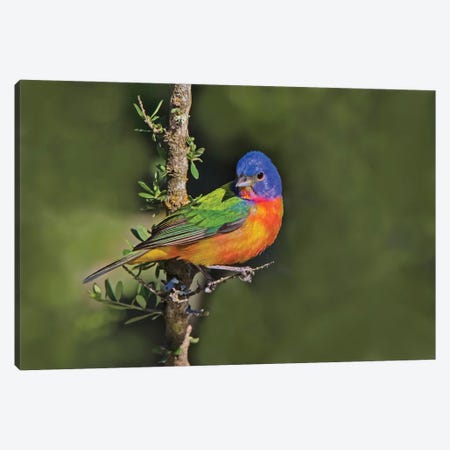 Painted Bunting Foraging In Brush Country Near The Rio Grande, Texas Canvas Print #LDI66} by Larry Ditto Art Print