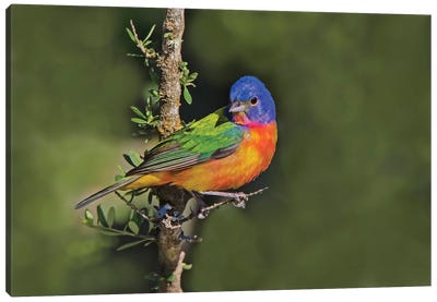 Painted Bunting Foraging In Brush Country Near The Rio Grande, Texas Canvas Art Print