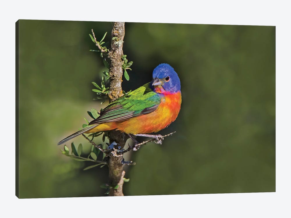 Painted Bunting Foraging In Brush Country Near The Rio Grande, Texas by Larry Ditto 1-piece Canvas Wall Art