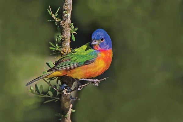 Larry Ditto: Painted Bunting Foraging In Brush Country Near The Rio Grande, Texas by Larry Ditto