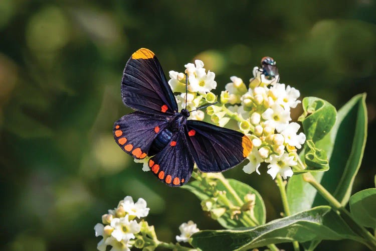 Red-Bordered Pixie Butterfly Feeding On Garden Flowers At National Butterfly Center, Mission, Texas