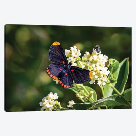 Red-Bordered Pixie Butterfly Feeding On Garden Flowers At National Butterfly Center, Mission, Texas Canvas Print #LDI67} by Larry Ditto Canvas Art Print