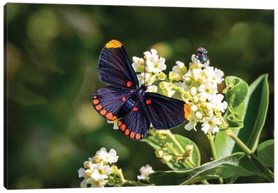 Red-Bordered Pixie Butterfly Feeding On Garden Flowers At National Butterfly Center, Mission, Texas Canvas Art Print
