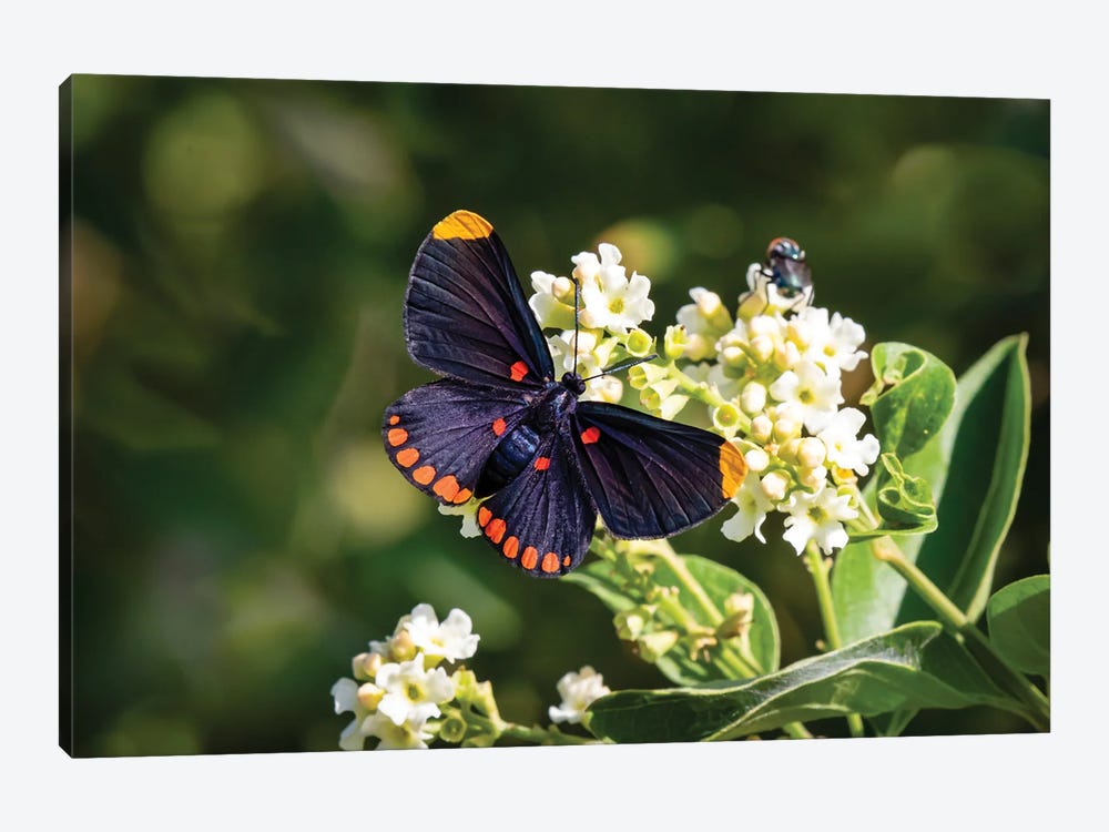 Red-Bordered Pixie Butterfly Feeding On Garden Flowers At National Butterfly Center, Mission, Texas by Larry Ditto 1-piece Art Print