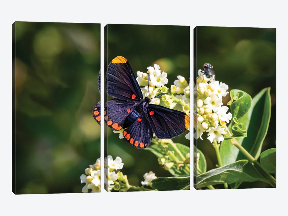 Red-Bordered Pixie Butterfly Feeding On Garden Flowers At National Butterfly Center, Mission, Texas by Larry Ditto 3-piece Canvas Art Print
