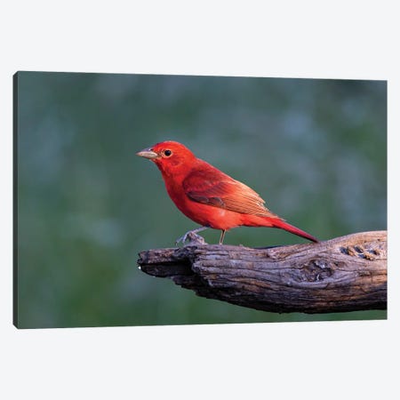 Summer Tanager Male Drawn To Dripping Water Canvas Print #LDI68} by Larry Ditto Canvas Art