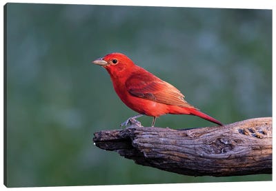 Summer Tanager Male Drawn To Dripping Water Canvas Art Print