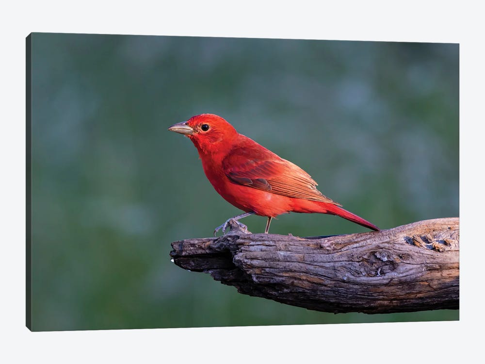 Summer Tanager Male Drawn To Dripping Water by Larry Ditto 1-piece Canvas Art