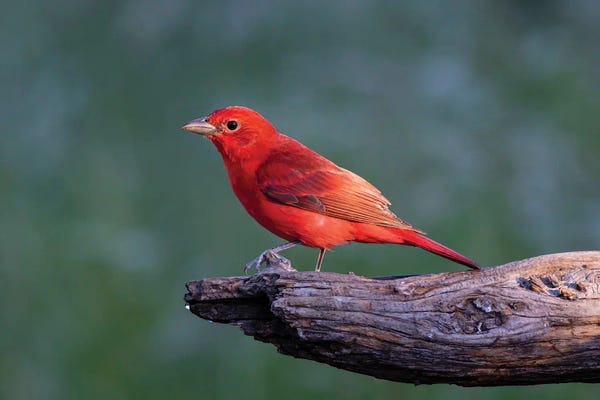 Larry Ditto: Summer Tanager Male Drawn To Dripping Water by Larry Ditto