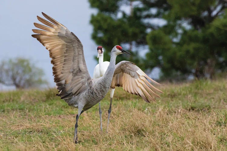 Whooping Crane Chasing Sandhill Crane, Texas Coast