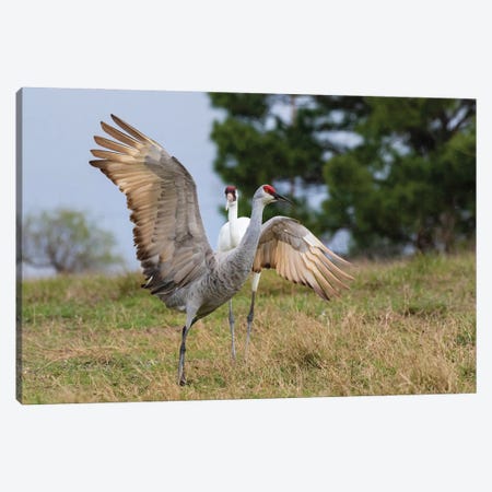 Whooping Crane Chasing Sandhill Crane, Texas Coast Canvas Print #LDI69} by Larry Ditto Canvas Wall Art