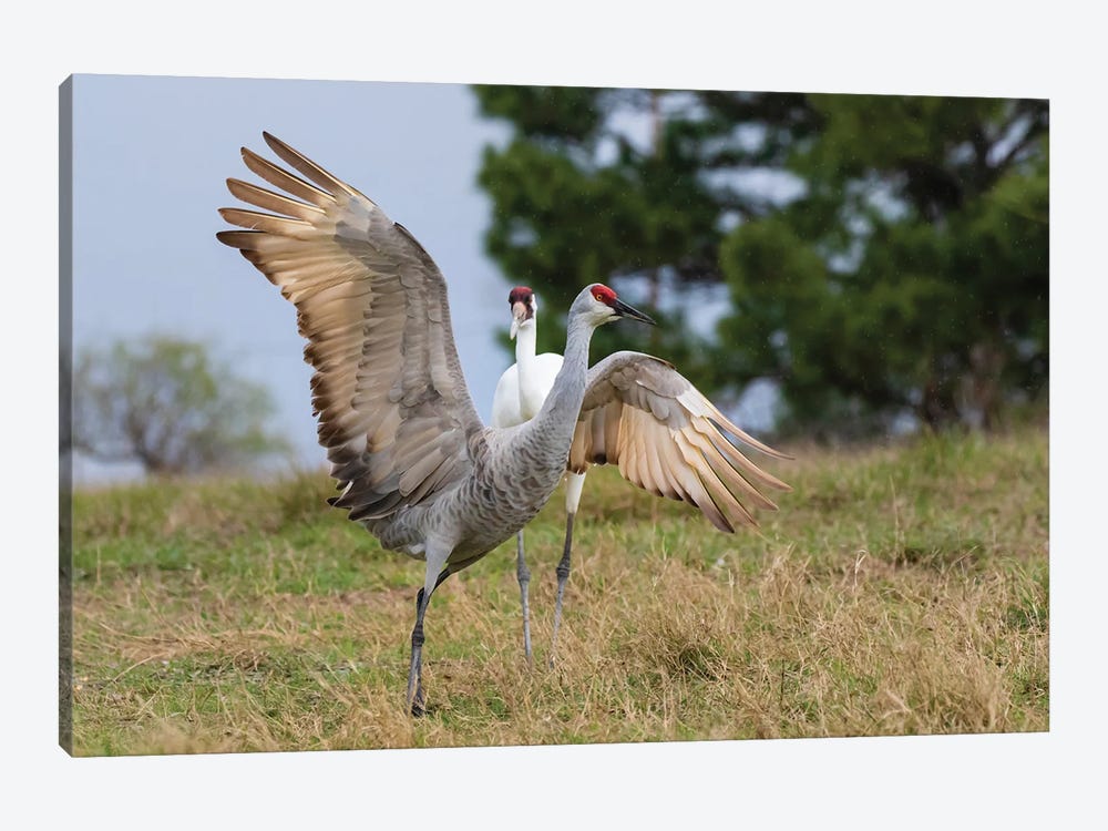 Whooping Crane Chasing Sandhill Crane, Texas Coast by Larry Ditto 1-piece Canvas Print