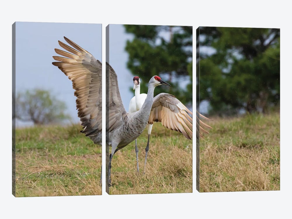 Whooping Crane Chasing Sandhill Crane, Texas Coast by Larry Ditto 3-piece Art Print
