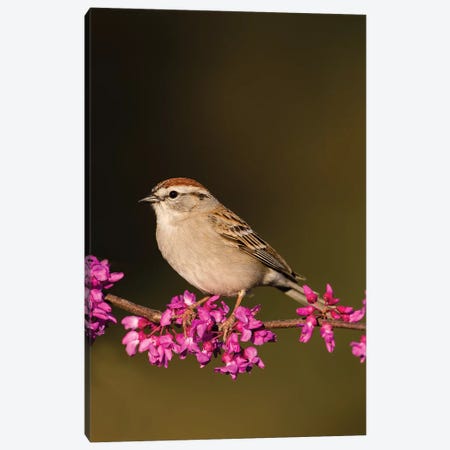 Chipping Sparrow, Spizella Passerina, perched Canvas Print #LDI6} by Larry Ditto Canvas Art Print
