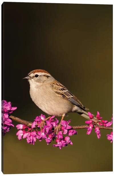 Chipping Sparrow, Spizella Passerina, perched Canvas Art Print