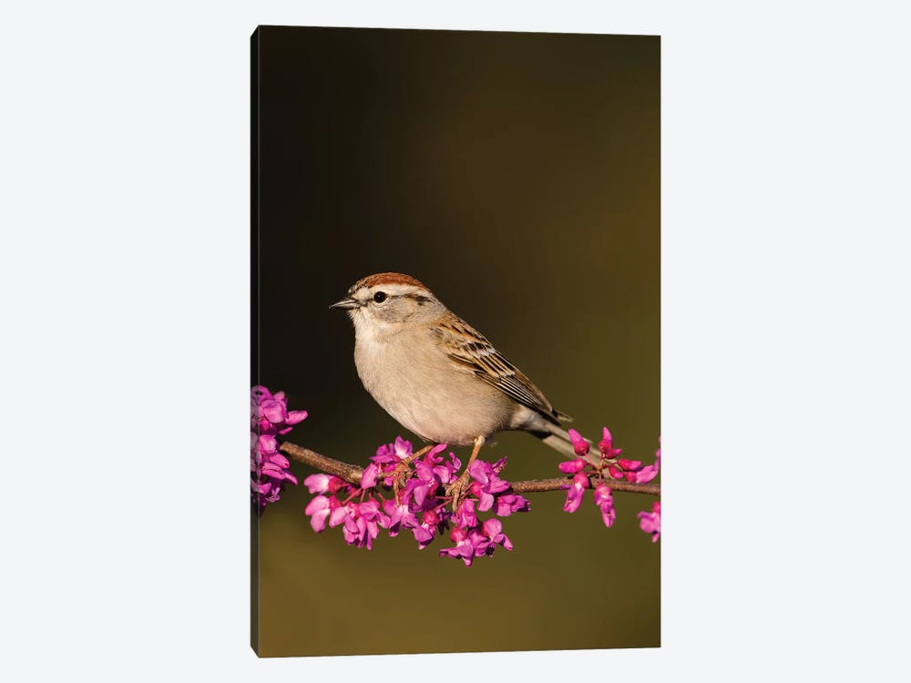 Chipping Sparrow, Spizella Passerina, perched by Larry Ditto 1-piece Canvas Wall Art
