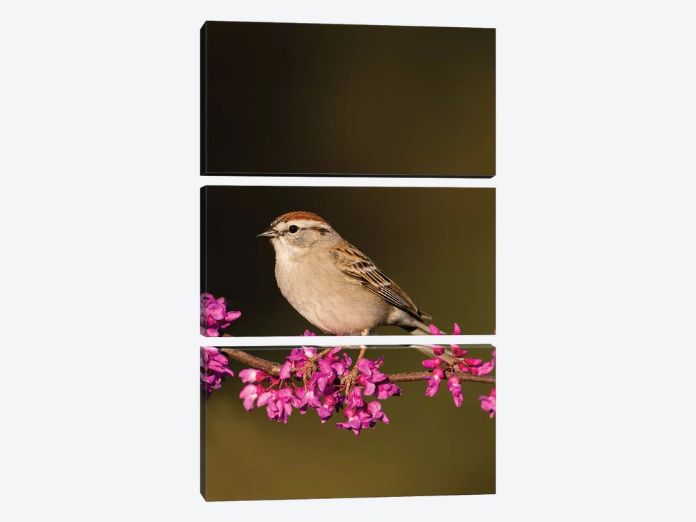 Chipping Sparrow, Spizella Passerina, perched by Larry Ditto 3-piece Canvas Artwork