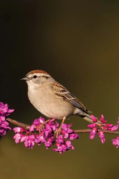 Sparrows: Chipping Sparrow, Spizella Passerina, perched by Larry Ditto