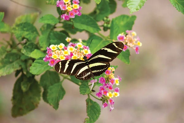 Larry Ditto: Zebra Heliconian Feeding by Larry Ditto