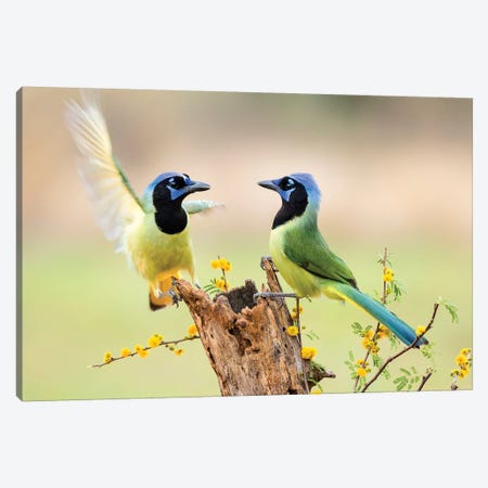Green Jay, Cyanocorax Yncas,  Canvas Print #LDI8} by Larry Ditto Canvas Art
