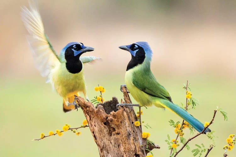 Green Jay, Cyanocorax Yncas, 