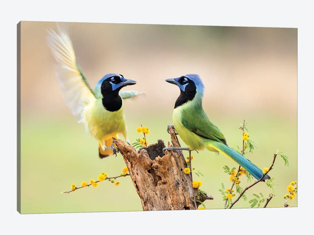 Green Jay, Cyanocorax Yncas,  by Larry Ditto 1-piece Canvas Artwork