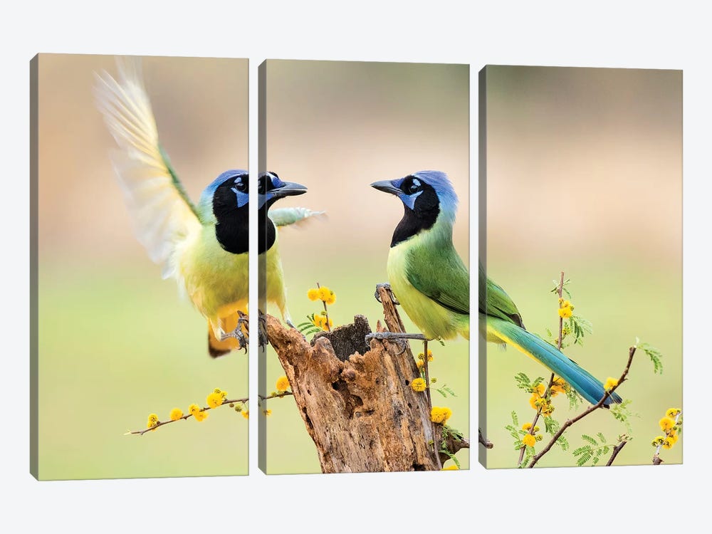 Green Jay, Cyanocorax Yncas,  by Larry Ditto 3-piece Canvas Artwork